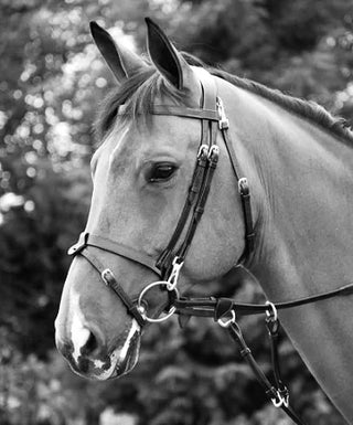 Bridles & Browbands
